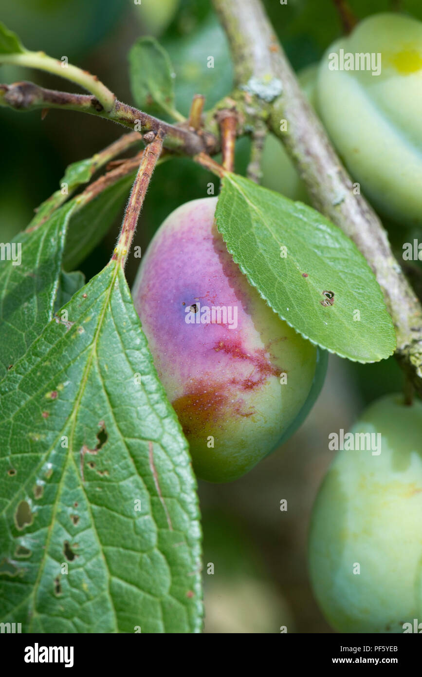 Plum fruit moth, Grapholita funebrana, caterpillar exit hole in damaged ripe plum fruit, Berkshire, August Stock Photo