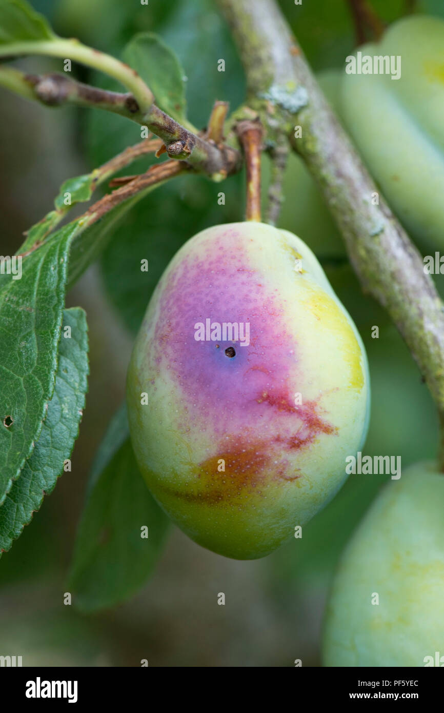 Plum fruit moth, Grapholita funebrana, caterpillar exit hole in damaged ripe plum fruit, Berkshire, August Stock Photo