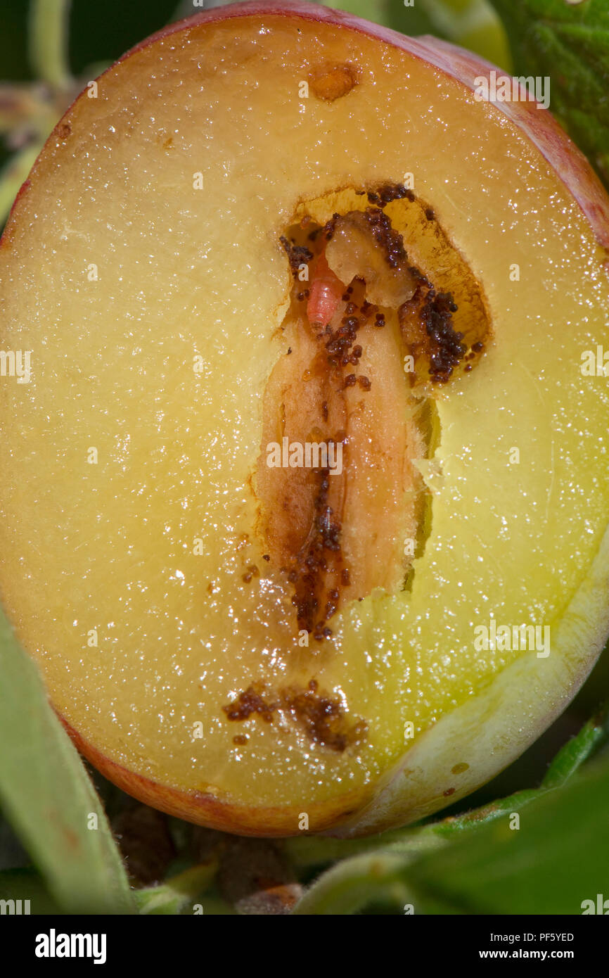 Plum fruit moth, Grapholita funebrana, caterpillar feeding on flesh of damaged ripe plum fruit, Berkshire, August Stock Photo