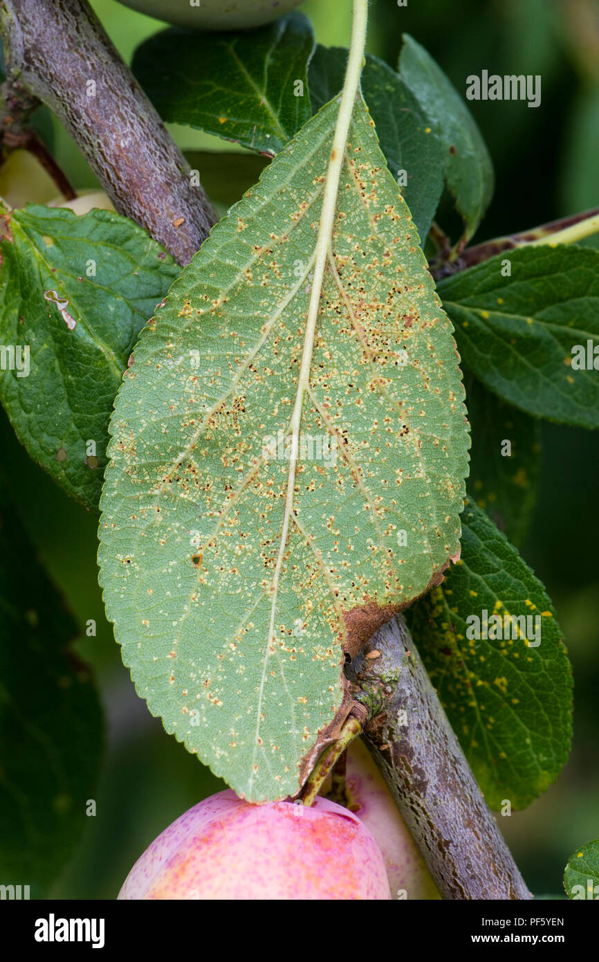 Plum rust, Tranzschelia pruni-spinosae var. discolor, pustules on the underside of a Victoria plum leaf Stock Photo