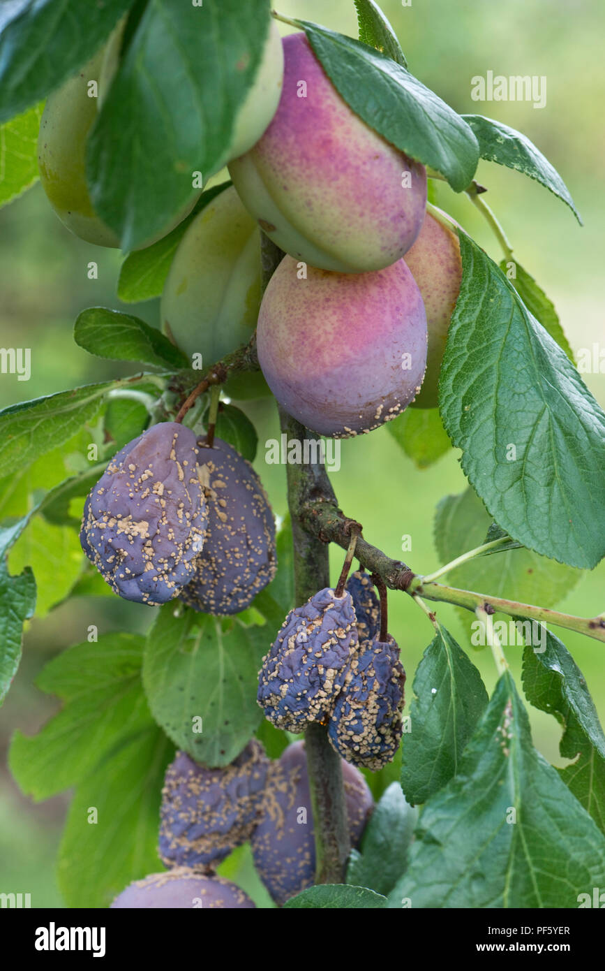 Brown rot, Monilinia fructicola, on ripe Victoria plum fruit on the tree and some gummosis, Berkshire Stock Photo