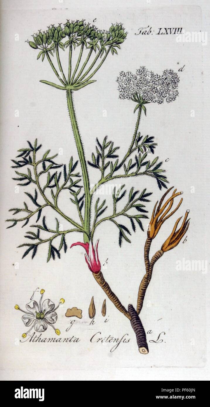 Athamanta cretensis Ypey68. Stock Photo