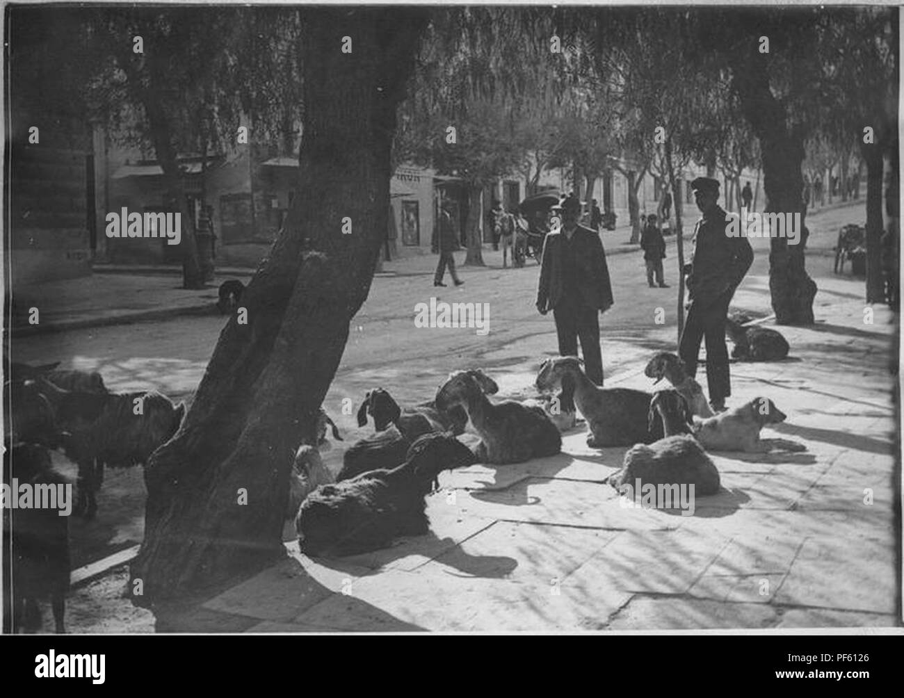 Athènes pendant le blocus (mars - juin 1917) Rue de l'Académie Chèvres à l'ombre d'un poivrier. Stock Photo