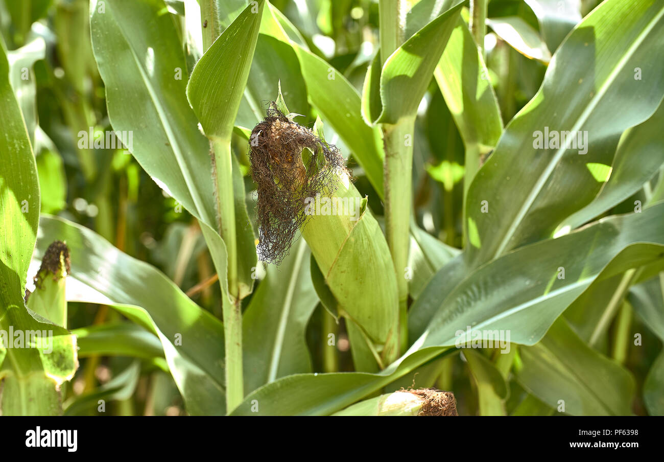 Farm of corn in Europe Stock Photo Alamy