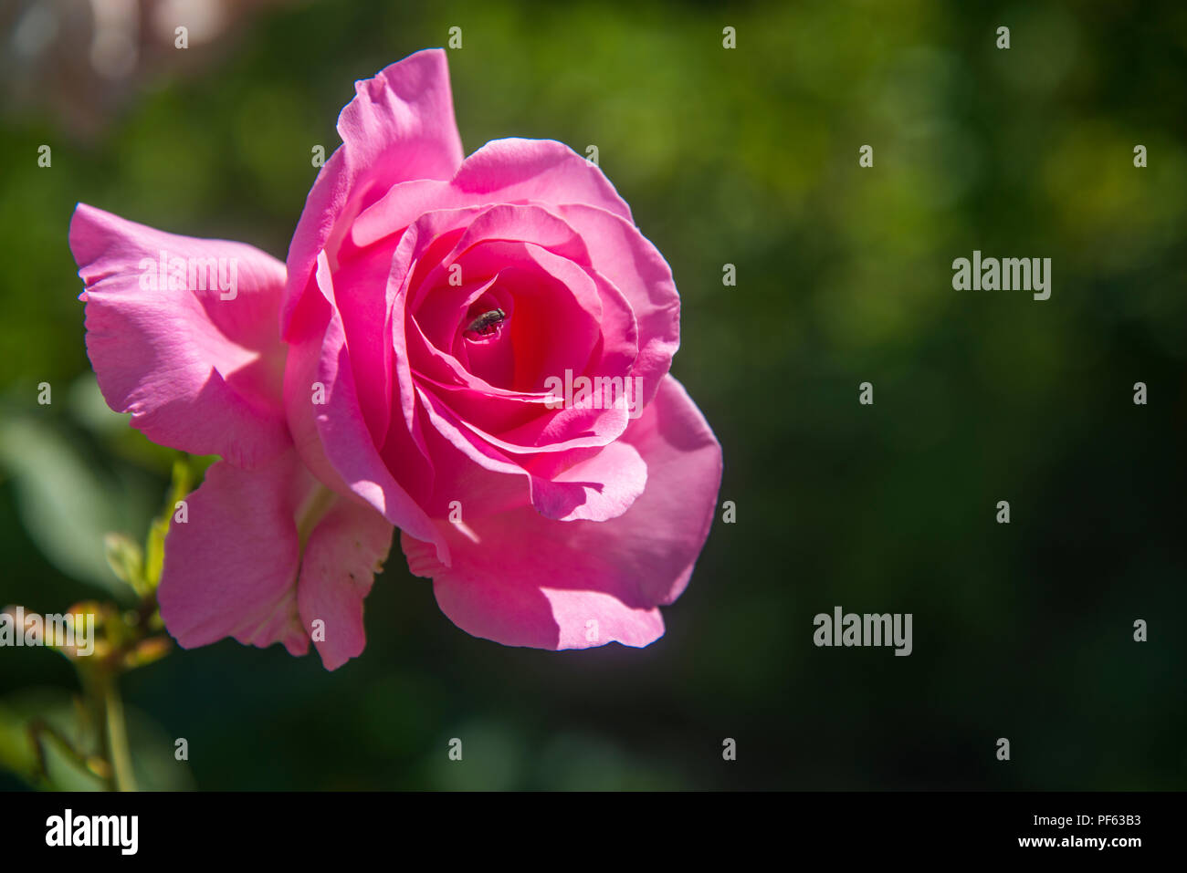 Pink rose with fly in it. Stock Photo