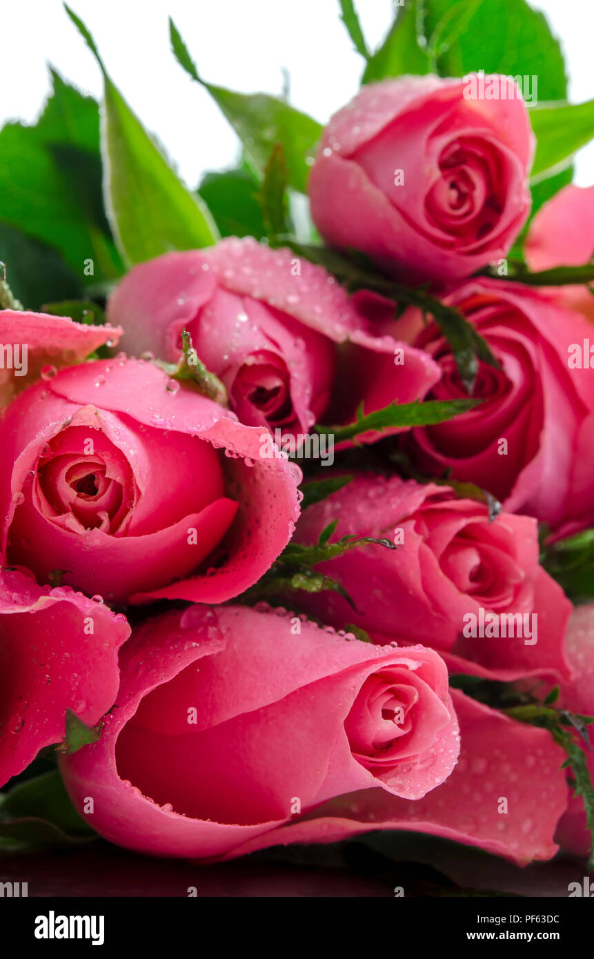 Beautiful Pink Roses High Resolution Stock Photography And Images Alamy