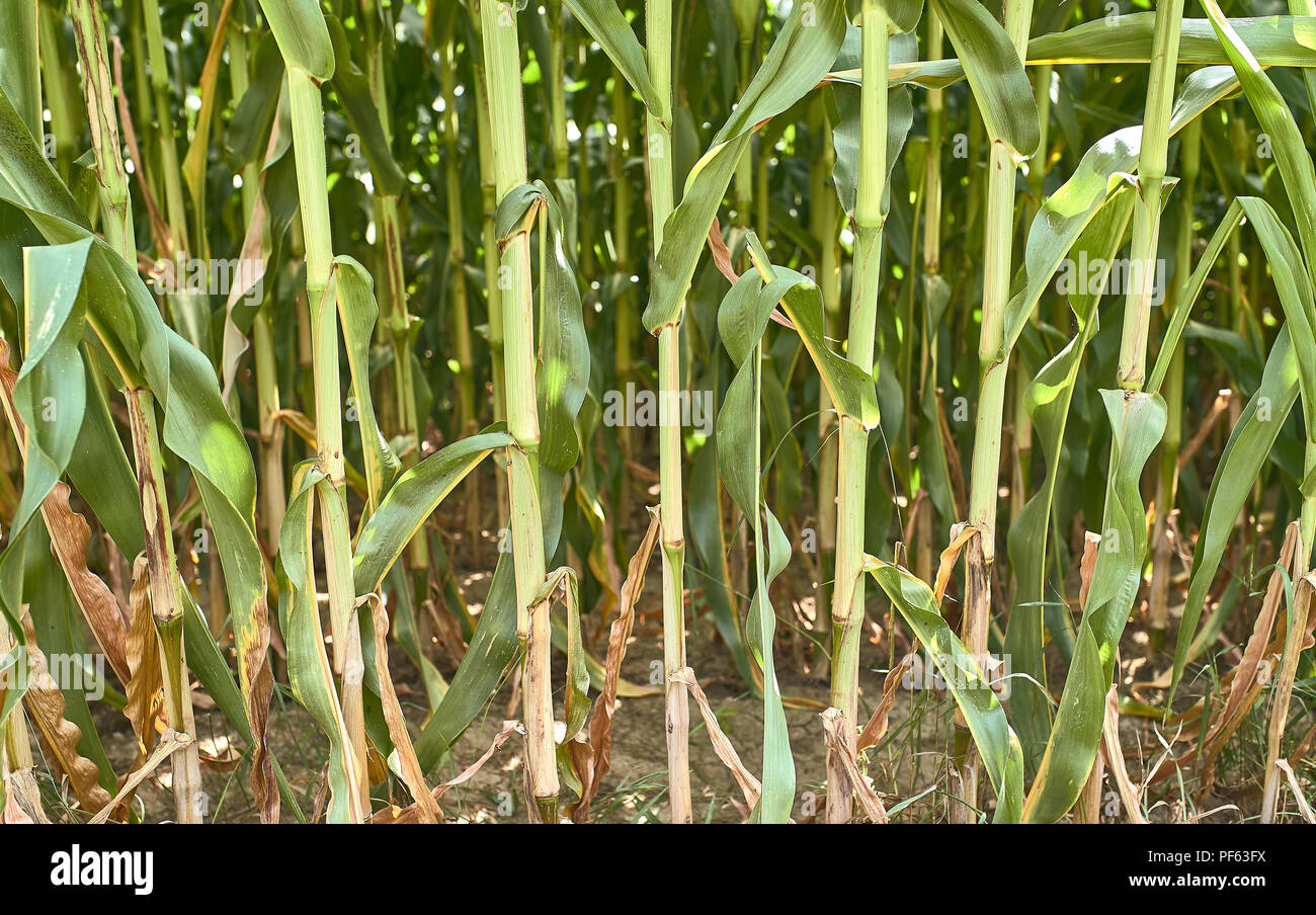 Farm of corn in Europe Stock Photo Alamy