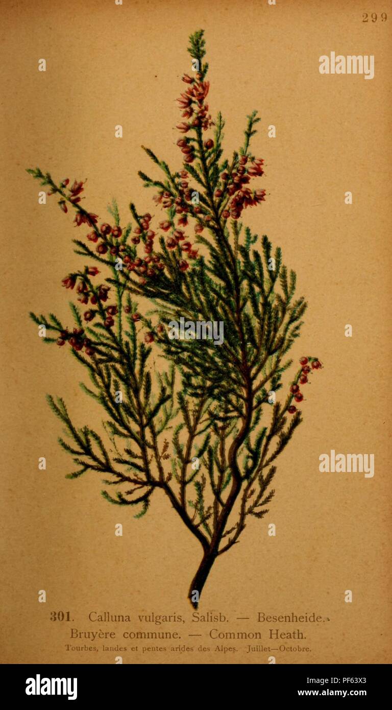 Atlas de la flora alpine (Pl. 301) Stock Photo