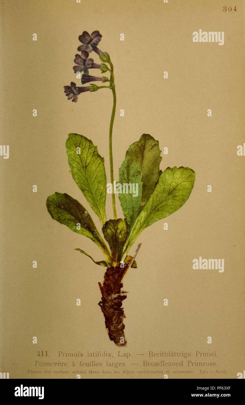 Atlas de la flora alpine (Pl. 311) Stock Photo