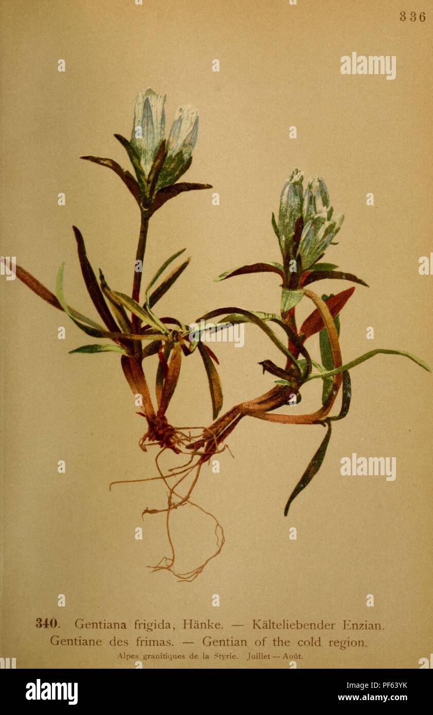 Atlas de la flora alpine (Pl. 340 Stock Photo - Alamy