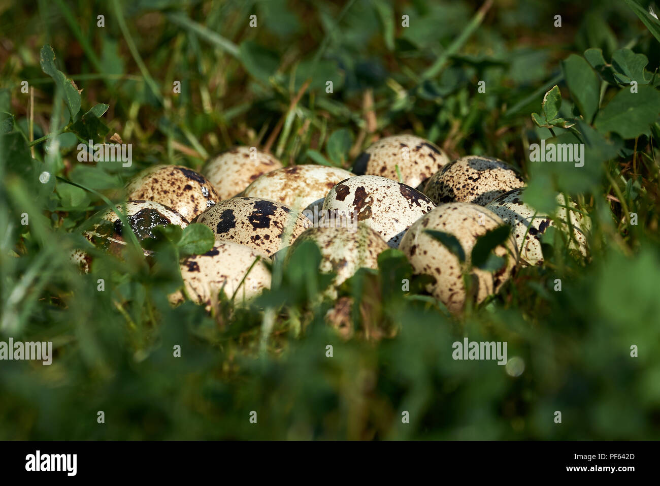 Common quail eggs (Coturnix coturnix Stock Photo - Alamy