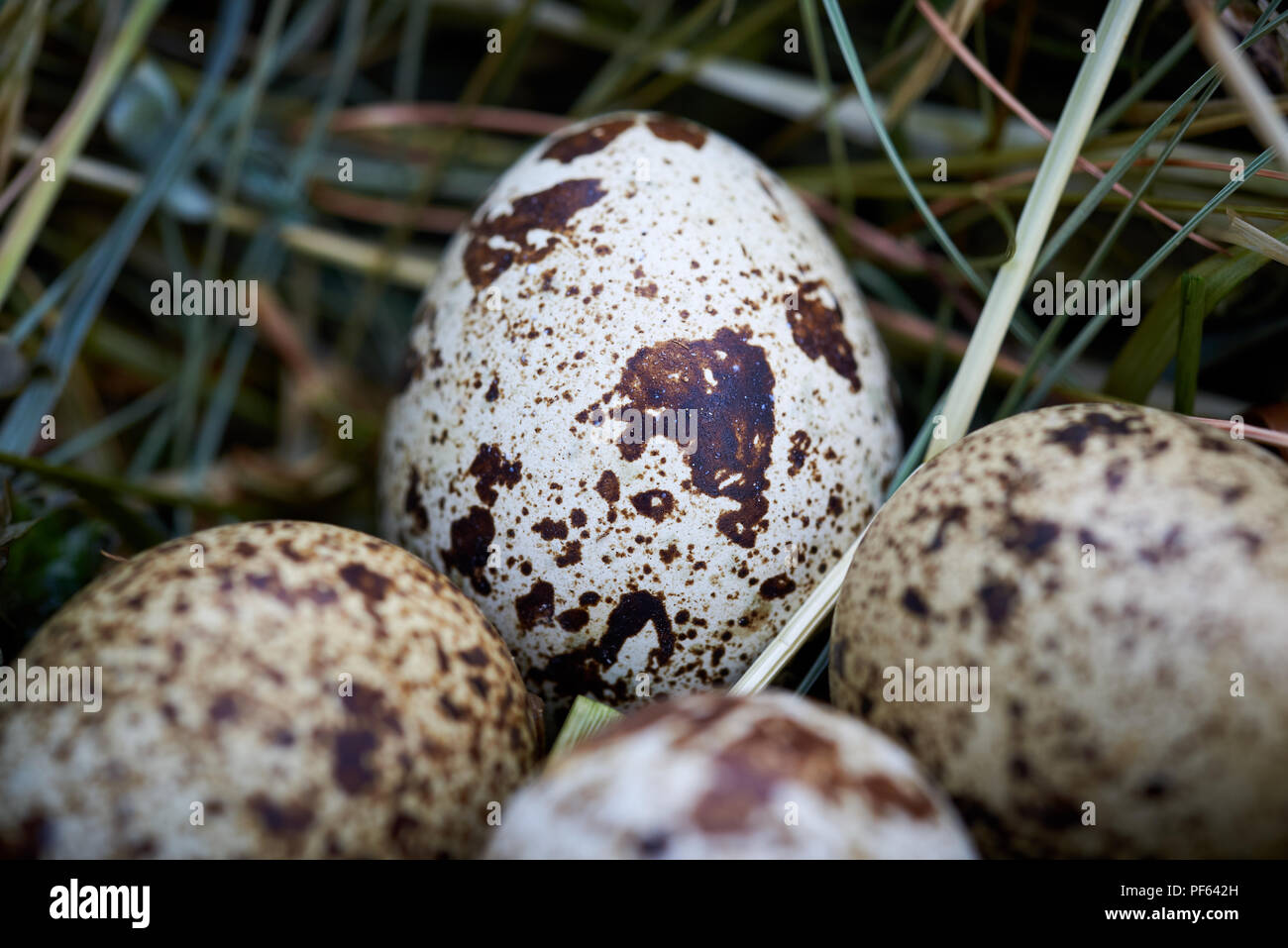Common quail eggs (Coturnix coturnix Stock Photo - Alamy