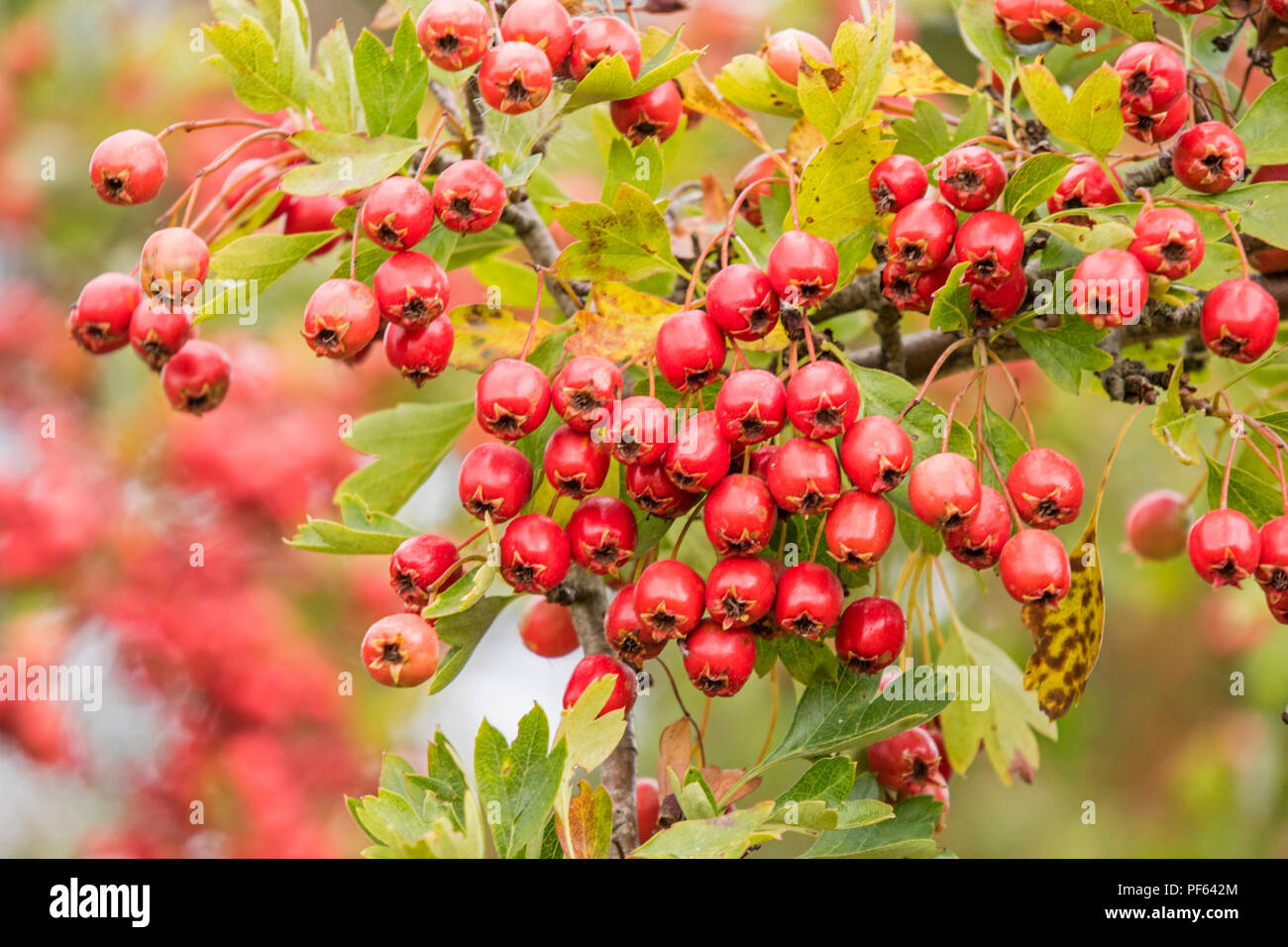 Hawthorne hires stock photography and images Alamy