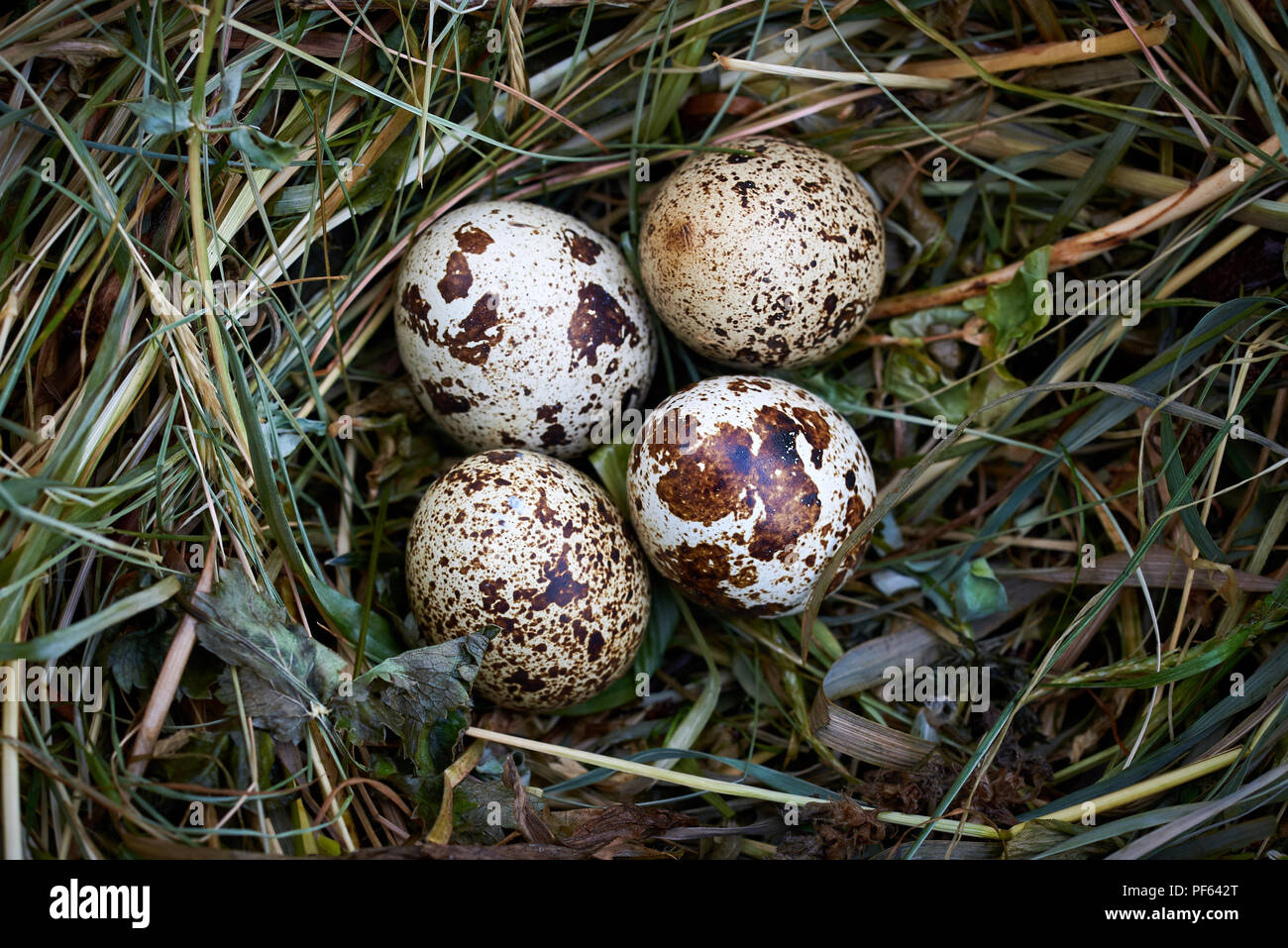 Common quail eggs (Coturnix coturnix) Stock Photo