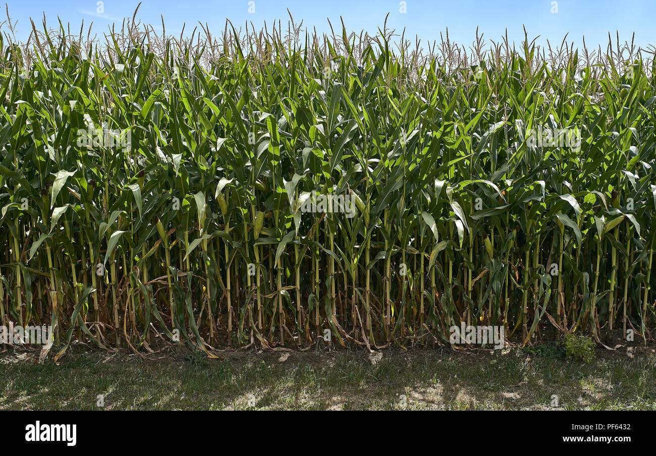 Farm of corn in Europe Stock Photo Alamy