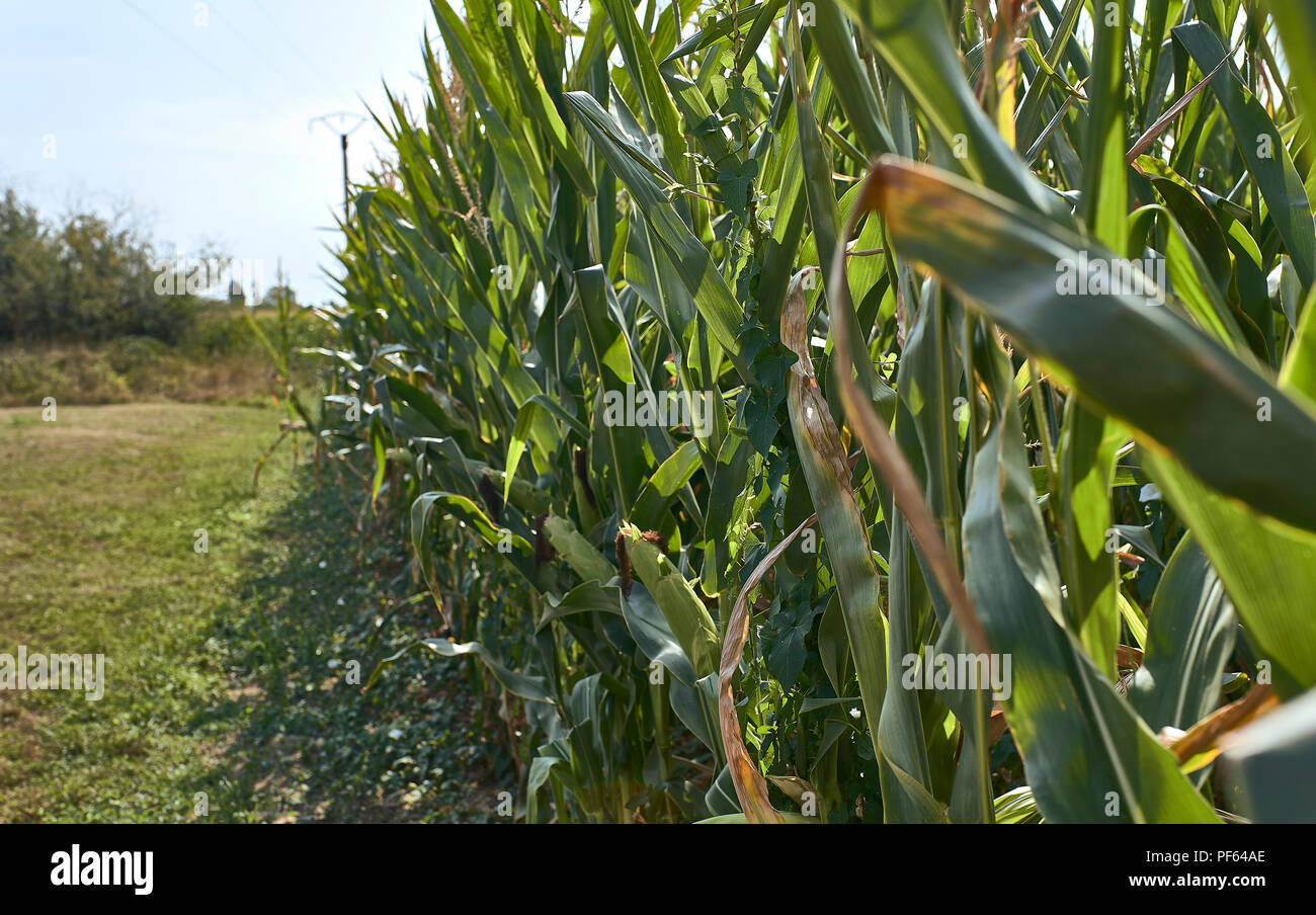 Farm of corn in Europe Stock Photo Alamy