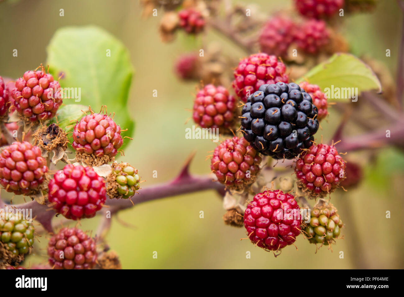Wild Blackberries Stock Photo