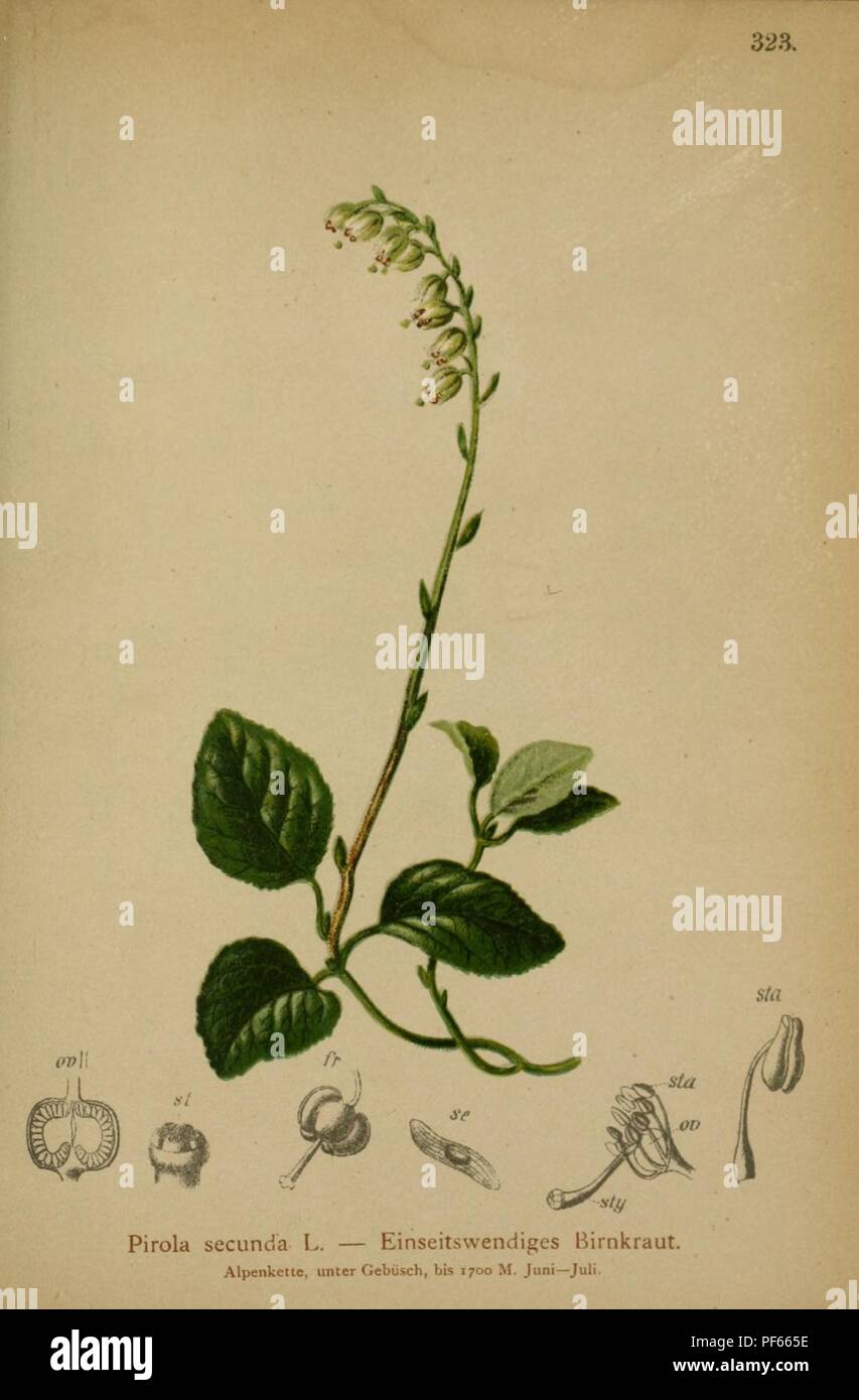 Atlas der Alpenflora (Pl. 323) Stock Photo