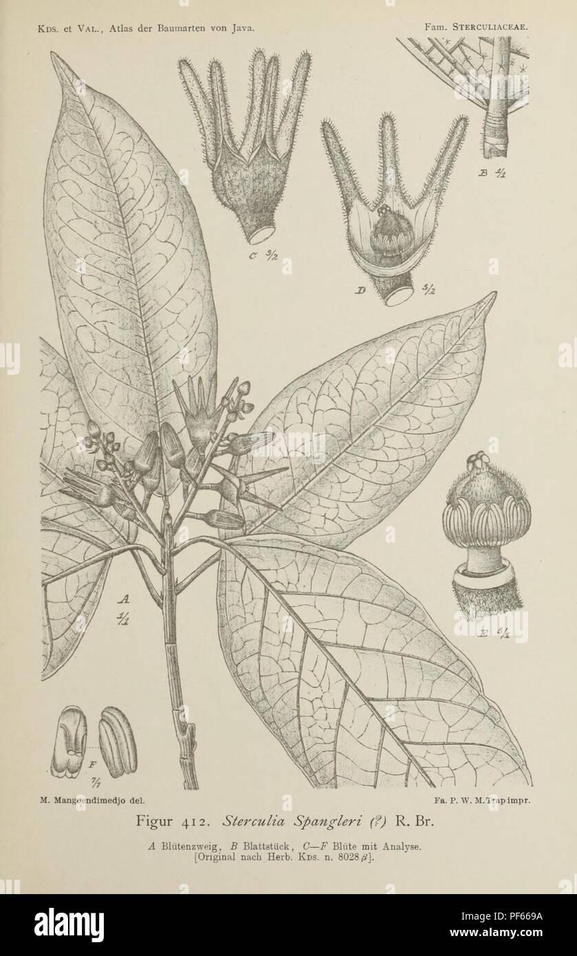Atlas der baumarten von Java (Figur 412) Stock Photo