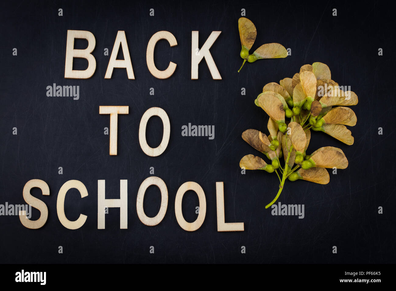 Back to school concept. Top view banner autumn dry leaves over ...
