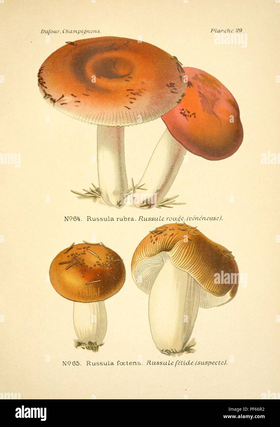 Champignons comestibles et vénéneux Tome 1 : Texte, Tome 2 : Atlas by André Maublanc et G
