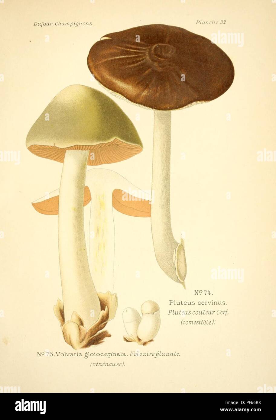 Nouvel atlas de poche des champignons Comestibles et Veneneux. Les plus