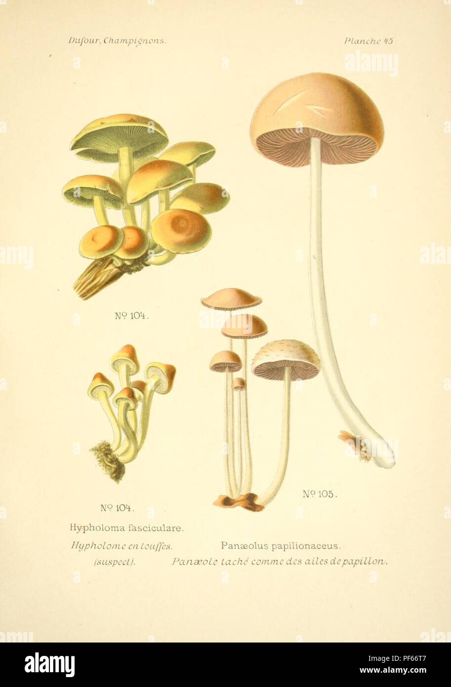 Atlas des champignons comestibles et vénéneux (Planche 26 Stock Photo