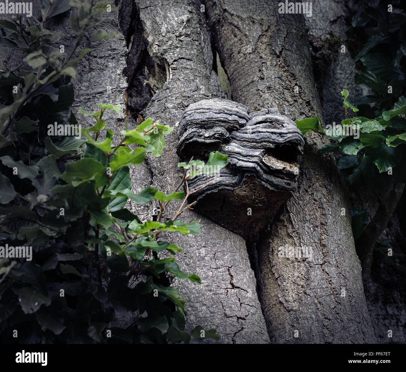 Tree trunk with large excrescence that looks like a monster's head baring its teeth Stock Photo