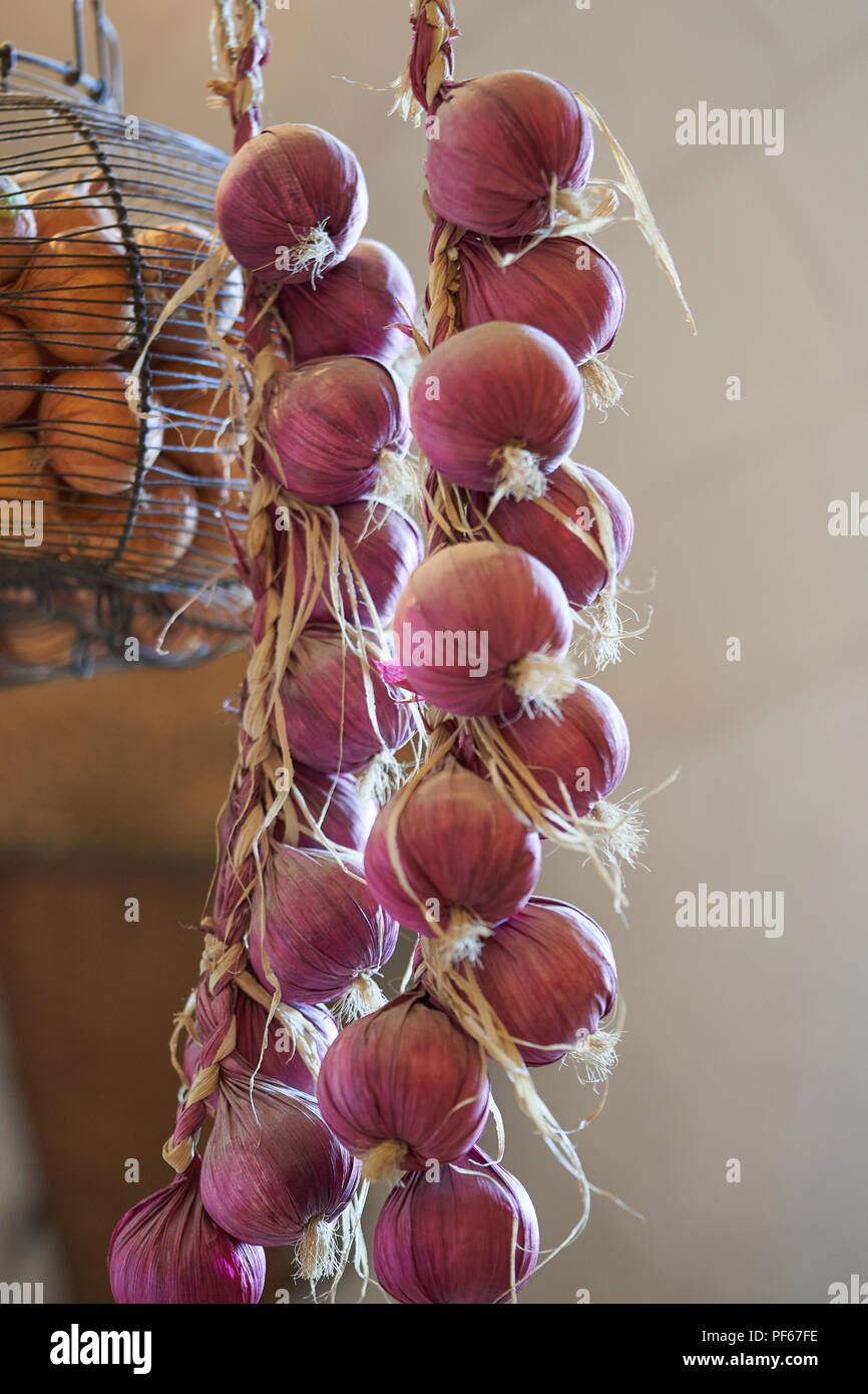 Garlic and onions hanging in the kitchen Stock Photo Alamy