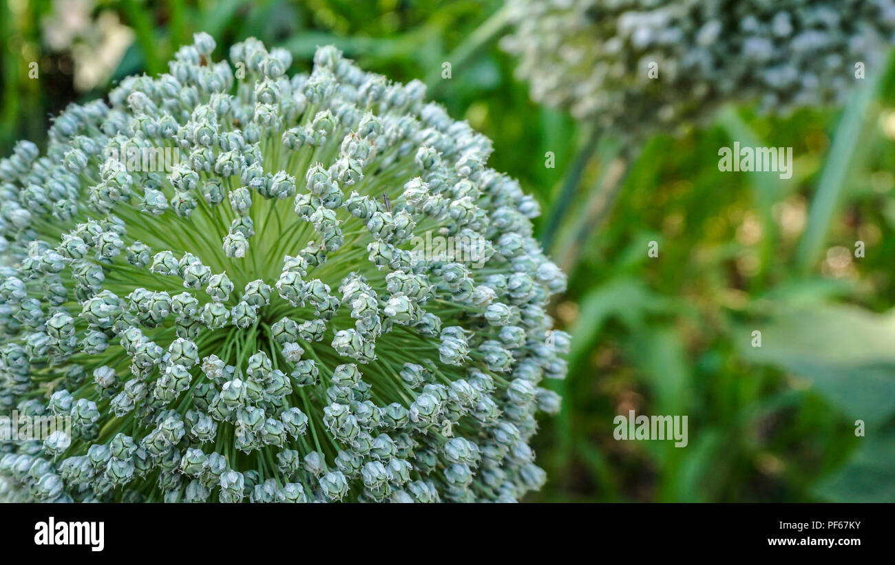 Allium Porrum flower 1. Stock Photo