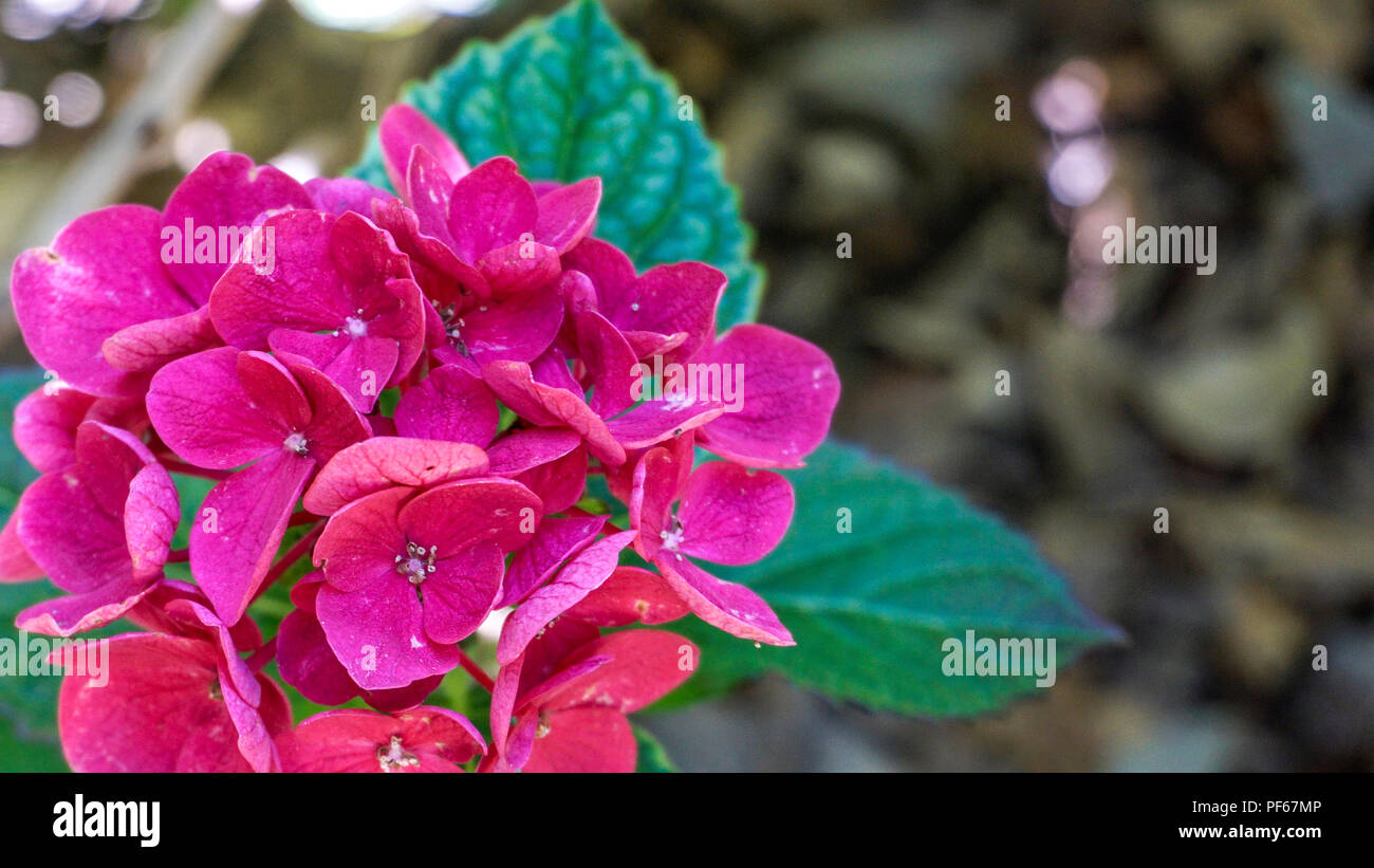 Hydrangea Macrophylla Merveille Sanguine closeup 2. Stock Photo