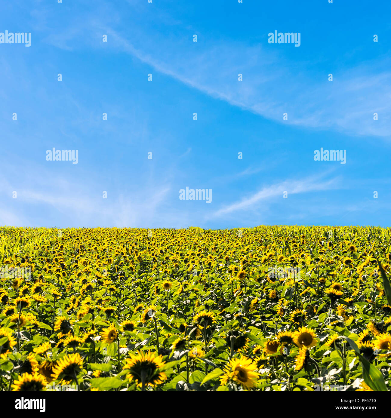 Beautiful field of blooming sunflowers with blue sky Stock Photo - Alamy