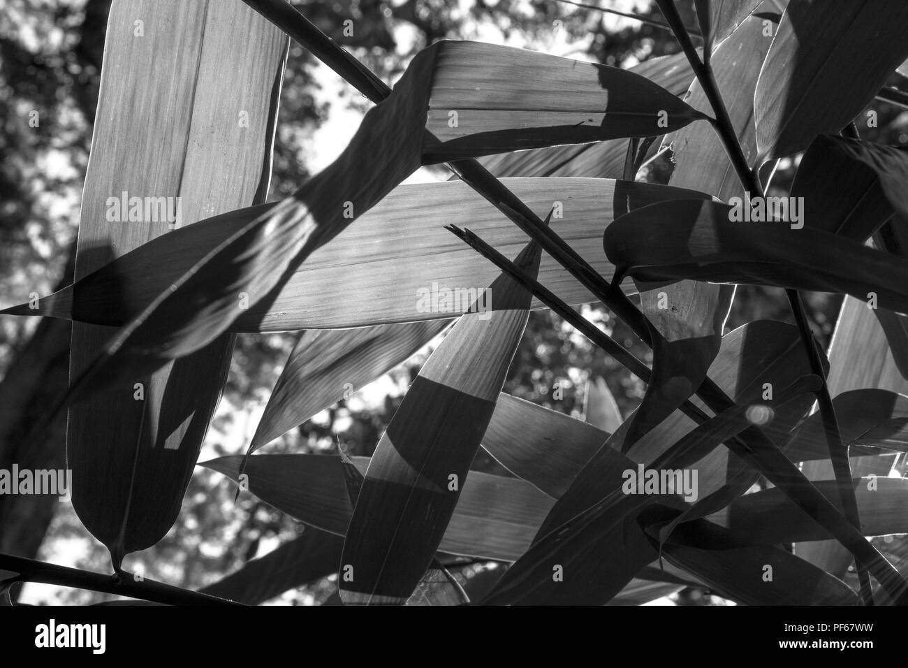 Bamboo leaves closeup shot  in black and white Stock Photo