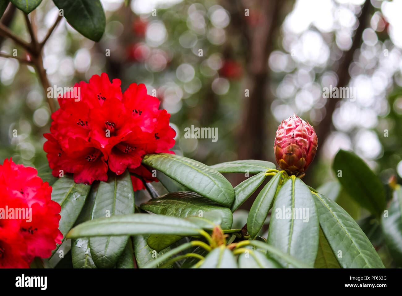 Open red flower and closed flower side by side Stock Photo