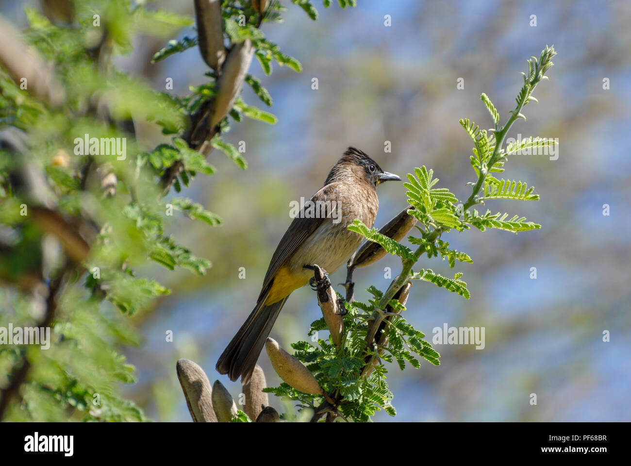 Common bulbul sitting in a camel thorn tree Stock Photo
