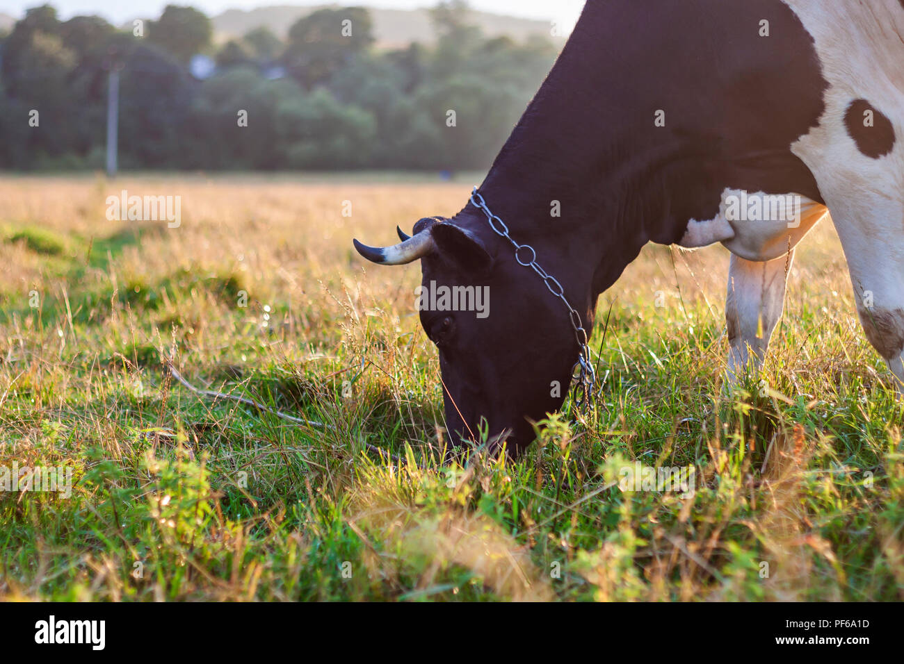 Close-up profile of nice white and black cow grazing in green pasture ...