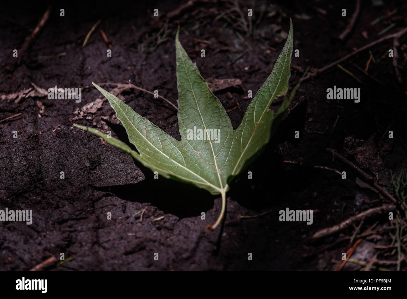 Hojas variadas hi-res stock photography and images - Alamy