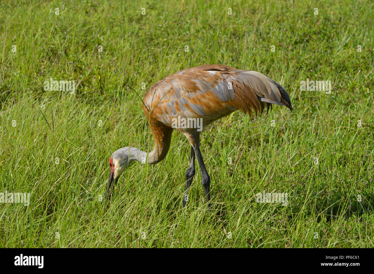 Bird Watching Sand Hill Cranes In Florida Stock Photo