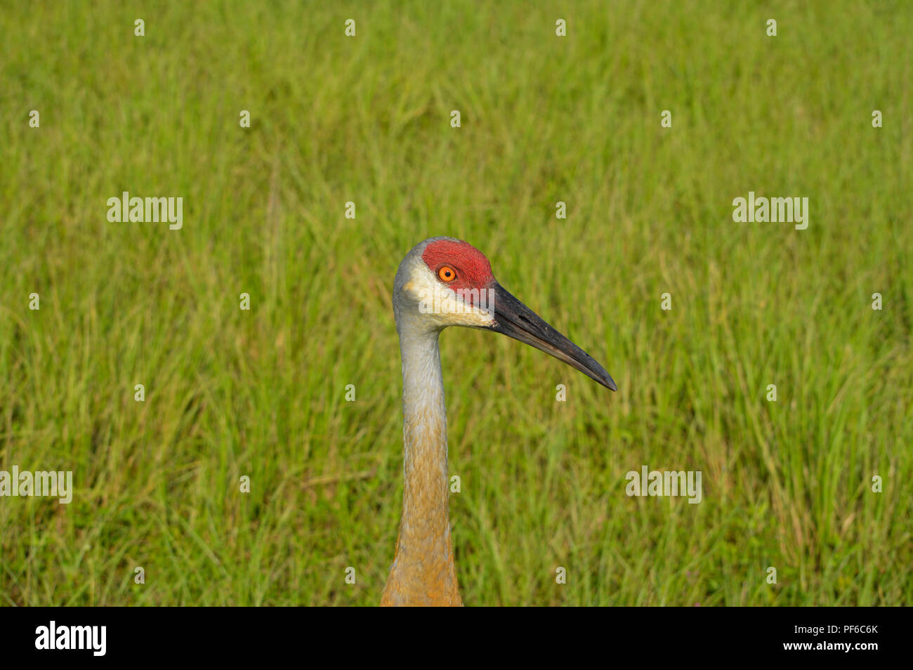 Bird Watching Sand Hill Cranes In Florida Stock Photo