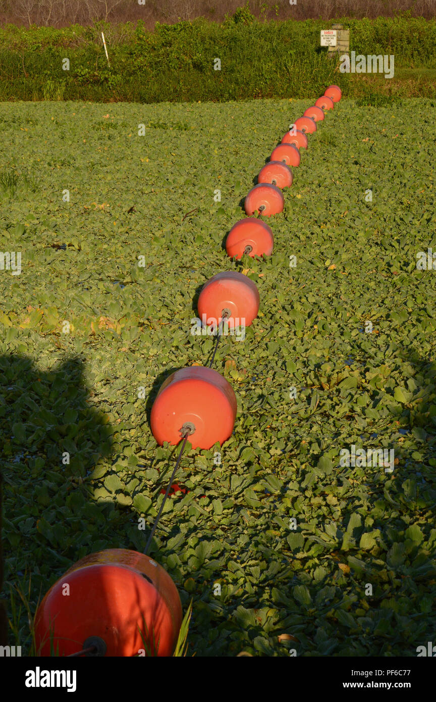 Closeup View Outdoor Photography Bright Orange Buoys Floats String Floating Across Thick Green Florida Water Hyacinth Vegetation Wetlands Water Plants Stock Photo