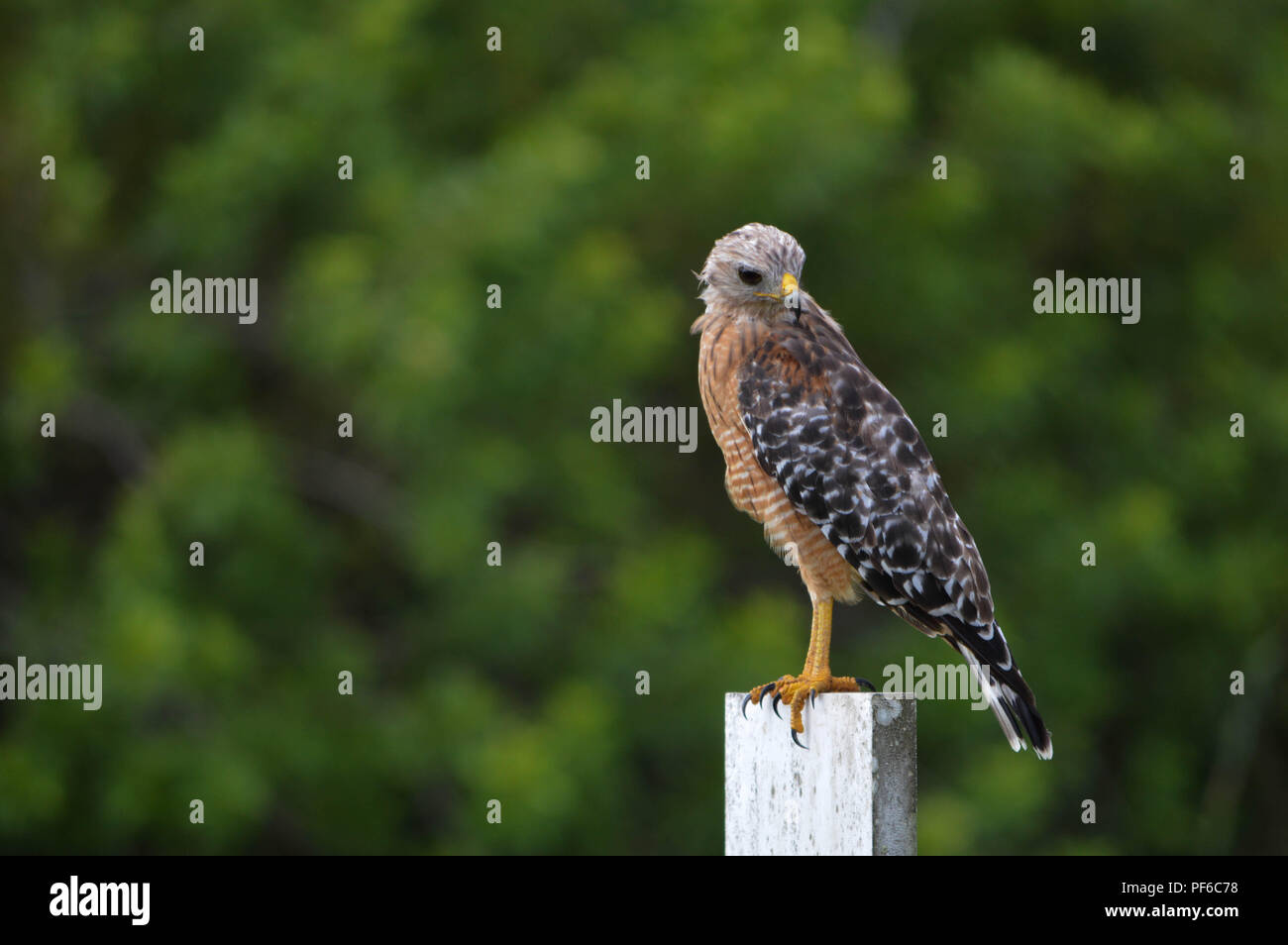 Red Shouldered Hawk Perches On Staff Gauge Post In Front of Vivid Green Background Stock Photo