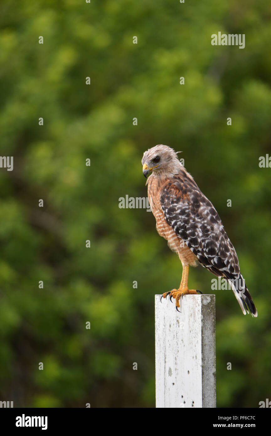 Vertical Side View Of Adult Red Shouldered Hawk Perching On Staff Gauge Post In Front of Vivid Green Background Stock Photo