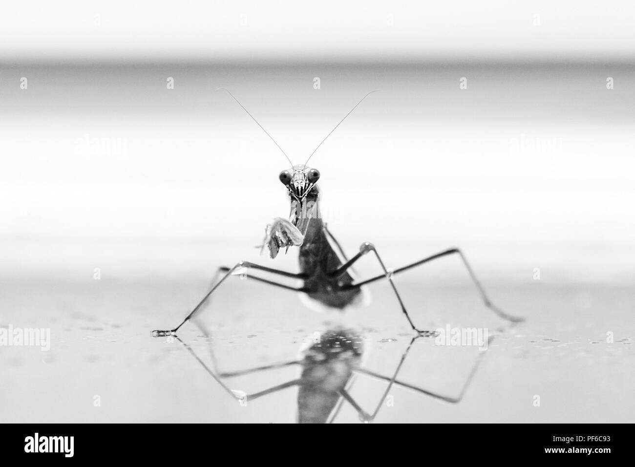 Cute smiling mantis praying in the summer day rain Stock Photo