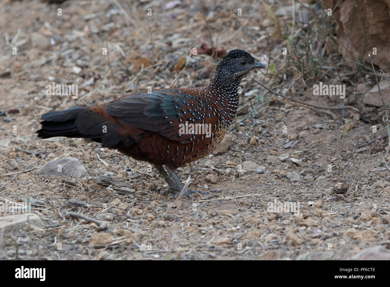 male Painted Spurfowl who stands on the edge of the forest on a winter evening Stock Photo