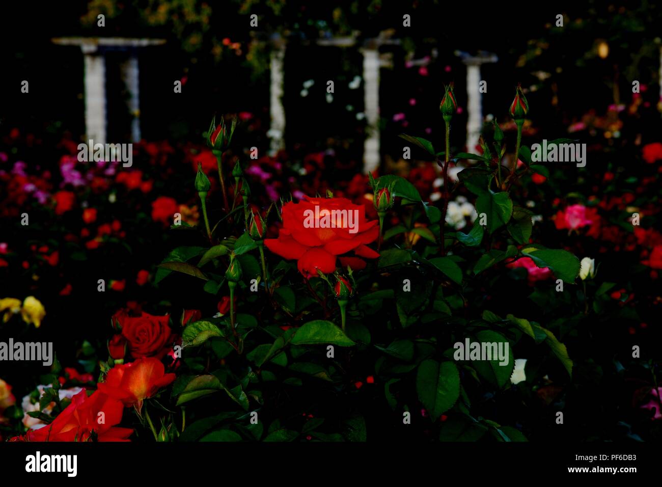 red rose, rose, roses, flower, flowers, plant, plants Stock Photo