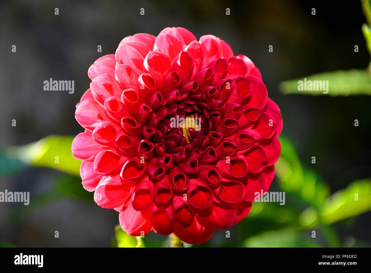 red flower, flower, flowers Stock Photo