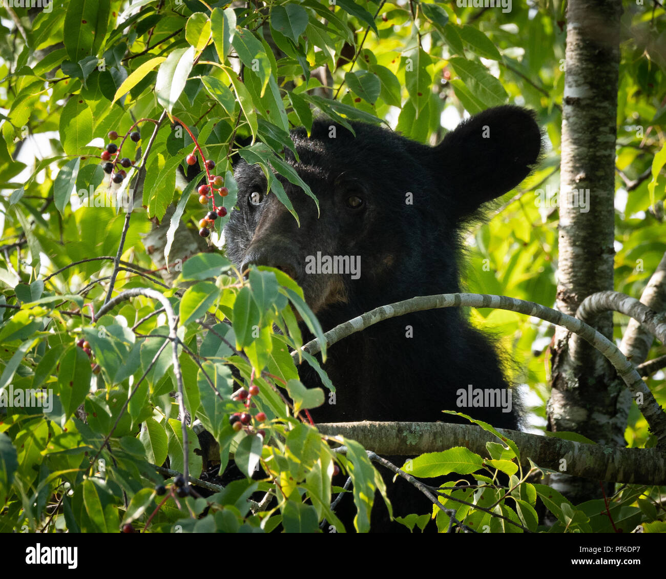 Black Bear in Cherry Tree late Summer. Great Smoky Mountain Black Bear. Tennessee Black Bear about 60 feet up in a tree getting ready for winter. Stock Photo