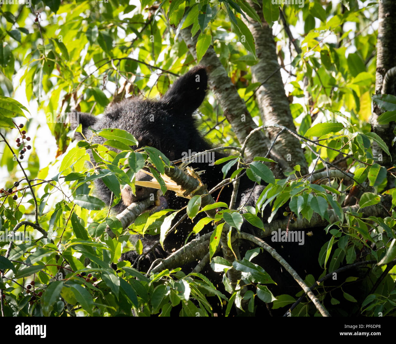 Black Bear in Cherry Tree late Summer. Great Smoky Mountain Black Bear. Tennessee Black Bear about 60 feet up in a tree getting ready for winter. Stock Photo