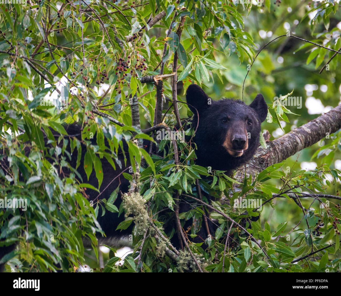 Black Bear in Cherry Tree late Summer. Great Smoky Mountain Black Bear. Tennessee Black Bear about 60 feet up in a tree getting ready for winter. Stock Photo