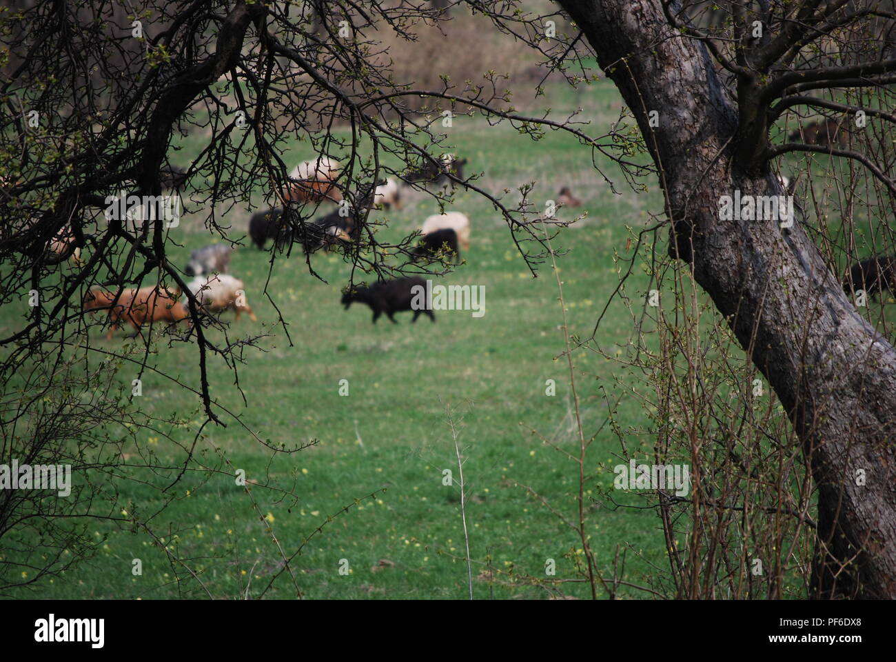 A herd of goats range the valley of the Carpathian Mountains grazing on ...